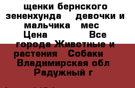 щенки бернского зененхунда. 2 девочки и 2 мальчика(2 мес.) › Цена ­ 22 000 - Все города Животные и растения » Собаки   . Владимирская обл.,Радужный г.
